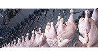 chicken production chicken production
