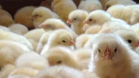 Hatchlings