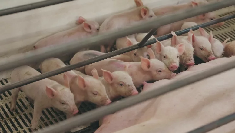 Seaboard Triumph Foods piglets