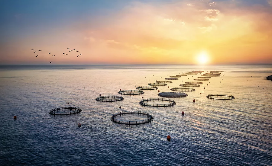 High angle aerial view of a a fish farm off the coast in the blue, mediterranean sea in Greece during sunset time