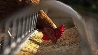 Hen feeding