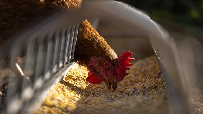 Hen feeding