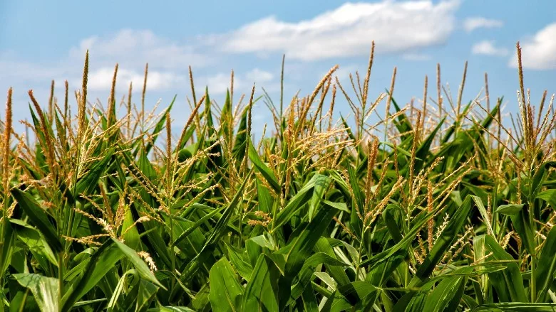 Corn field
