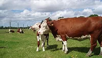 Hereford cattle Hereford cattle