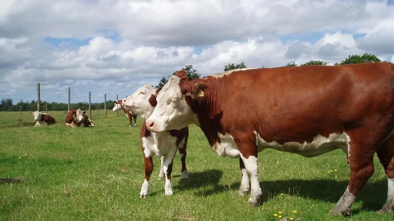 Hereford cattle