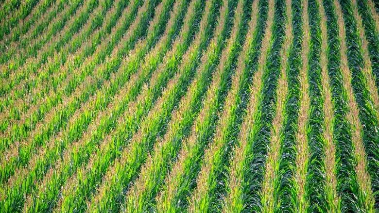 Cornfield