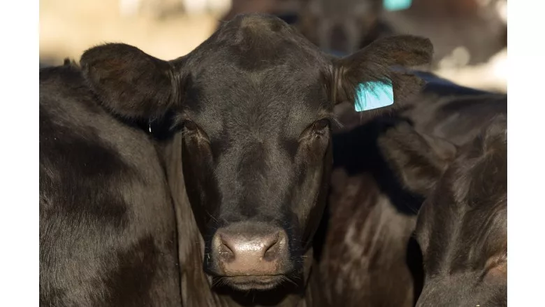 Black Angus steer