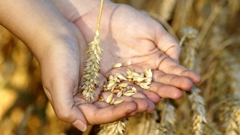 Hands holding wheat