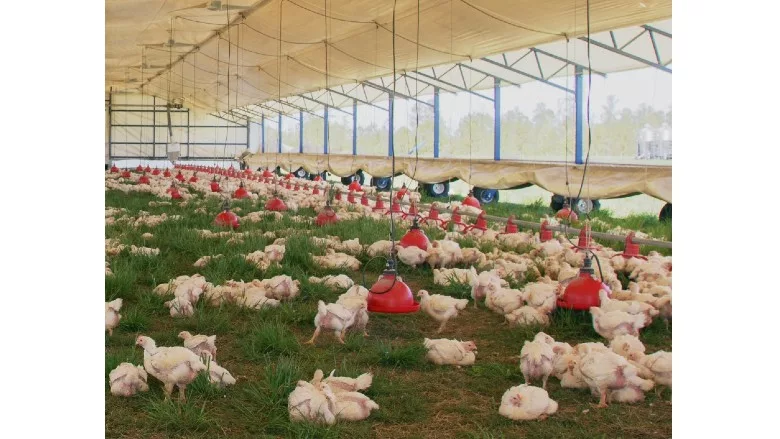 Pasturebird coop