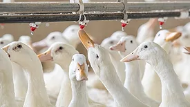 JJS adult Pekin ducks