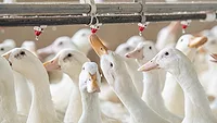JJS adult Pekin ducks