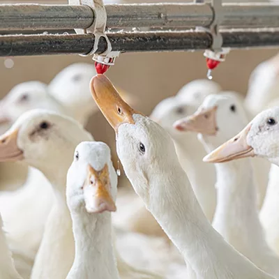 PoultryRept_Img1.jpg