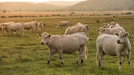 Beef pasture
