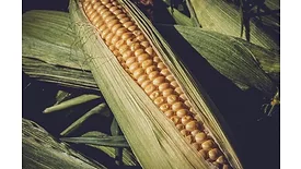 Corn