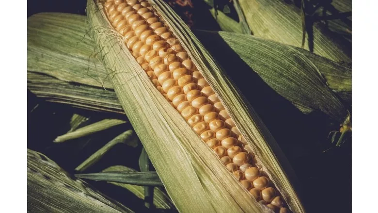 Corn