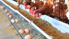 chickens and eggs