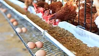 chickens and eggs