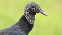 Black vulture