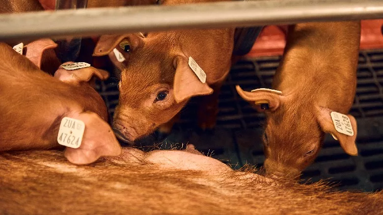 Piglets