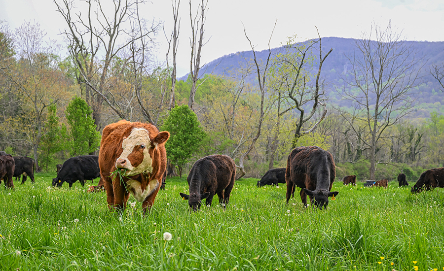 cattle grazing