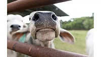 A curious cow peeks through a gate at a UF/IFAS research facility