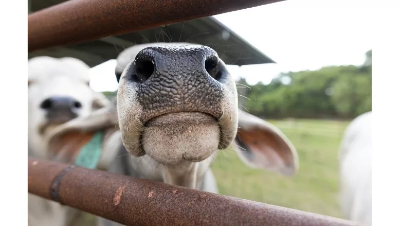 A curious cow peeks through a gate at a UF/IFAS research facility