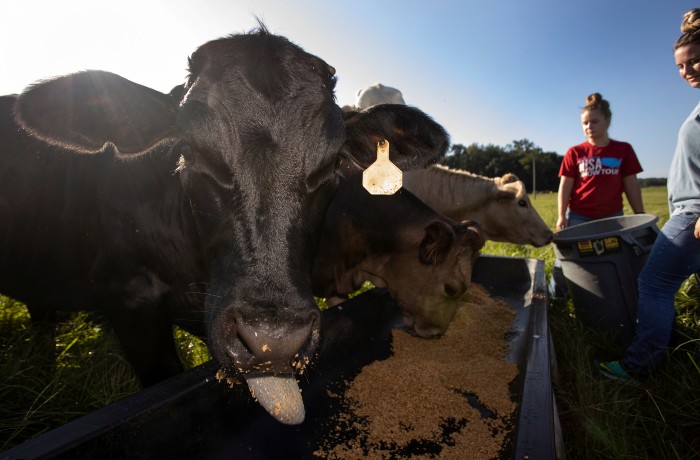 UF/IFAS animal sciences students filling a trough of cattle feed