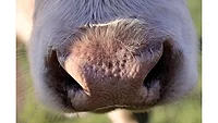 Cow snout