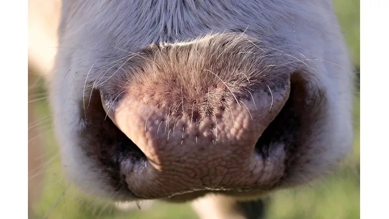 Cow snout