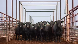 Black Angus cattle