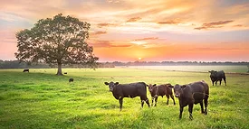 cows 