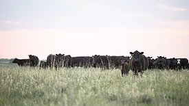 Black Angus cattle
