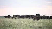 Black Angus cattle Black Angus cattle