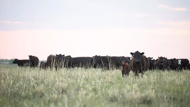 Black Angus cattle