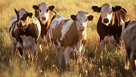 Cattle in a field