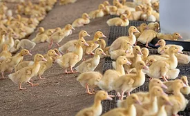 Adolescent Ducks