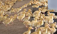Adolescent Ducks
