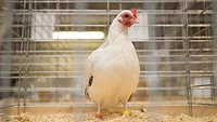 A hen sits in a cage.