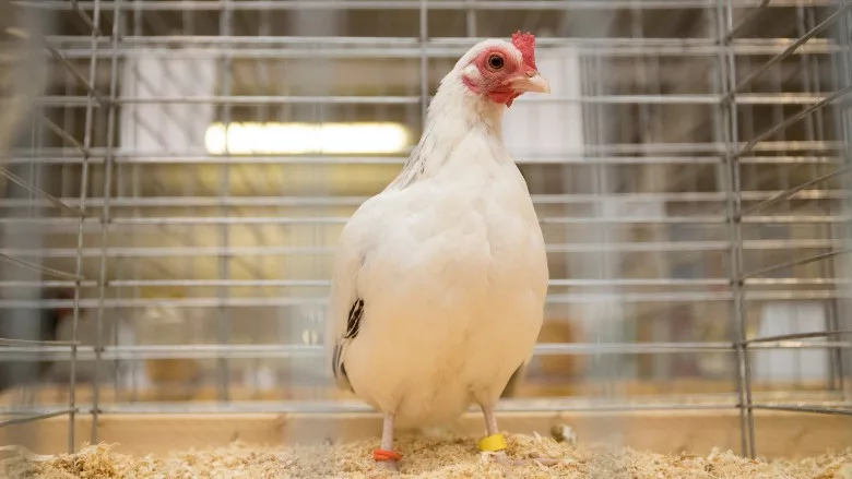 A hen sits in a cage.