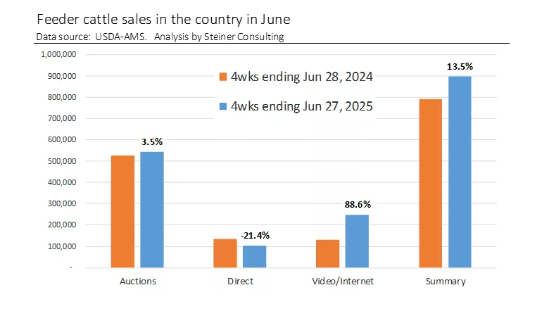 Feeder cattle sales June 2025