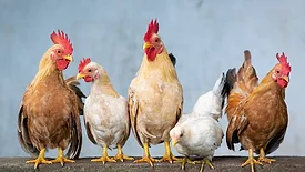 Chickens