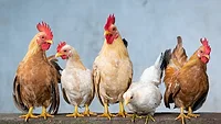 Chickens
