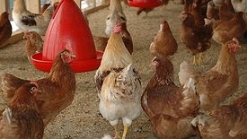 Chicken coop