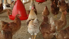 Chicken coop
