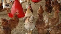 Chicken coop Chicken coop