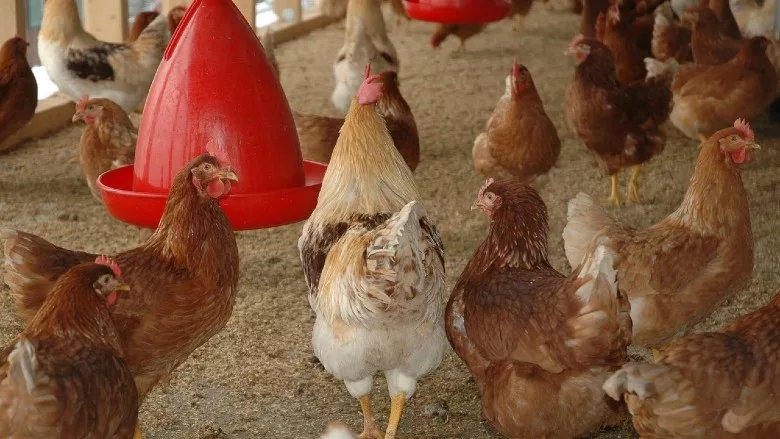 Chicken coop