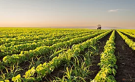 planted corn
