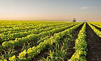 planted corn planted corn