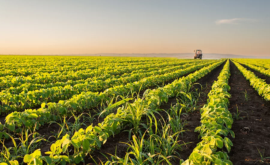 planted corn