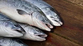 Salmon
